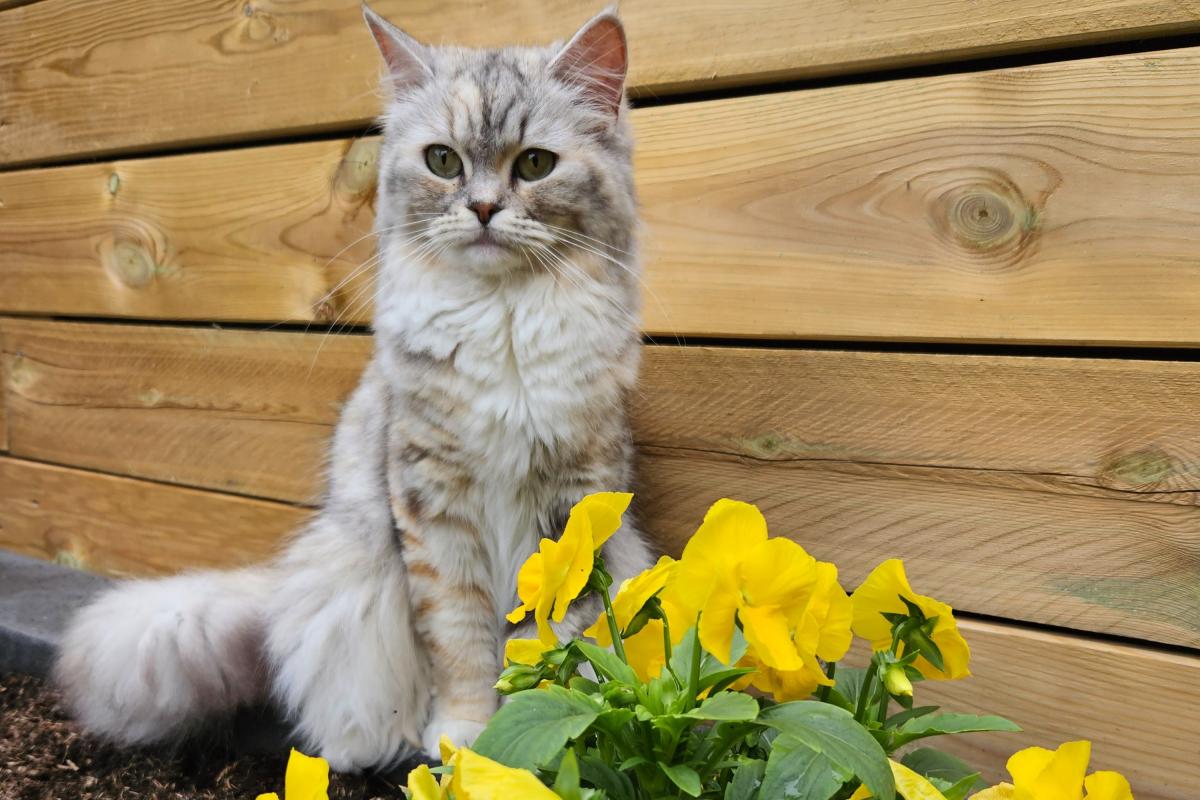 Senna