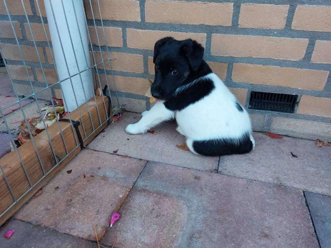 Manolo