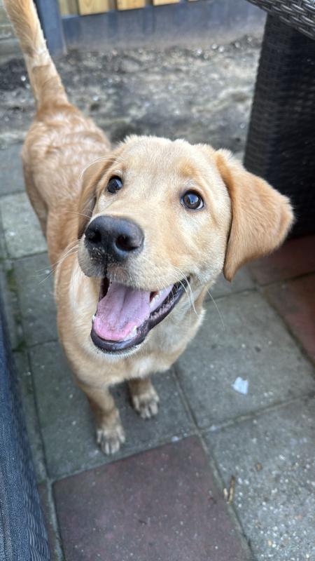 Bailey