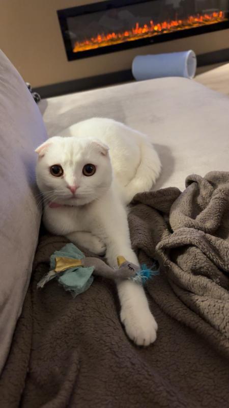 Lilly