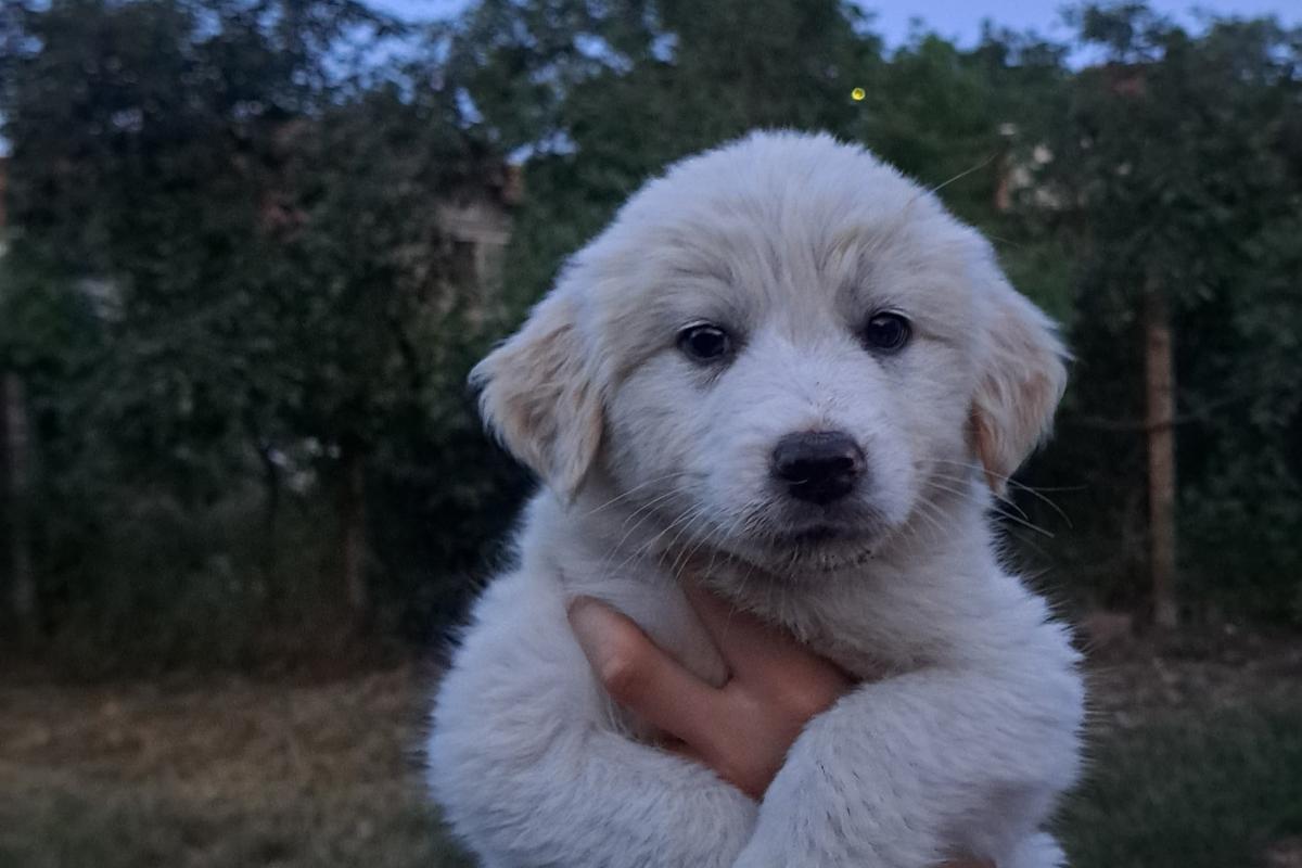 Holly