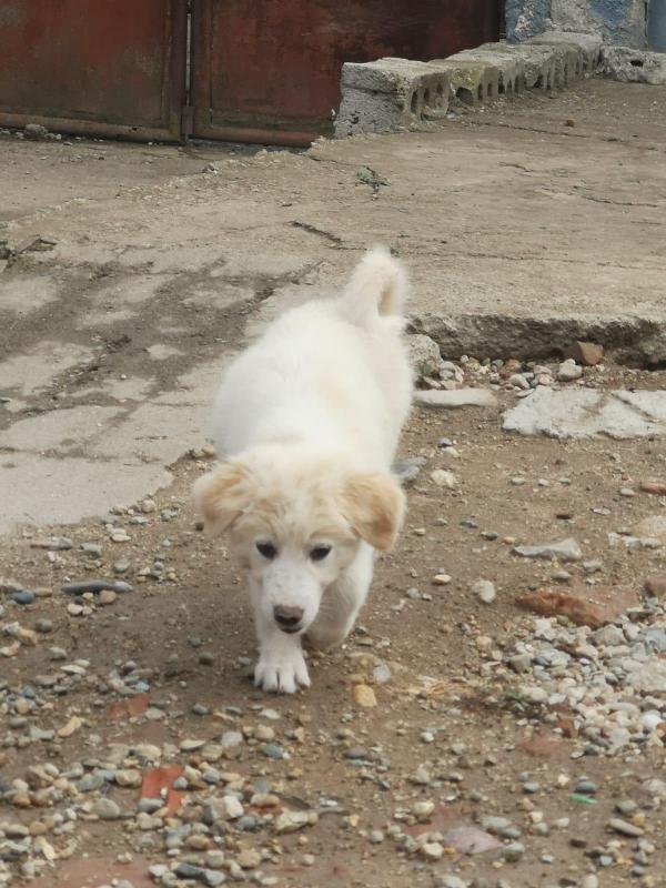 Holly