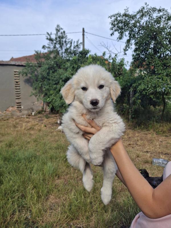 Holly
