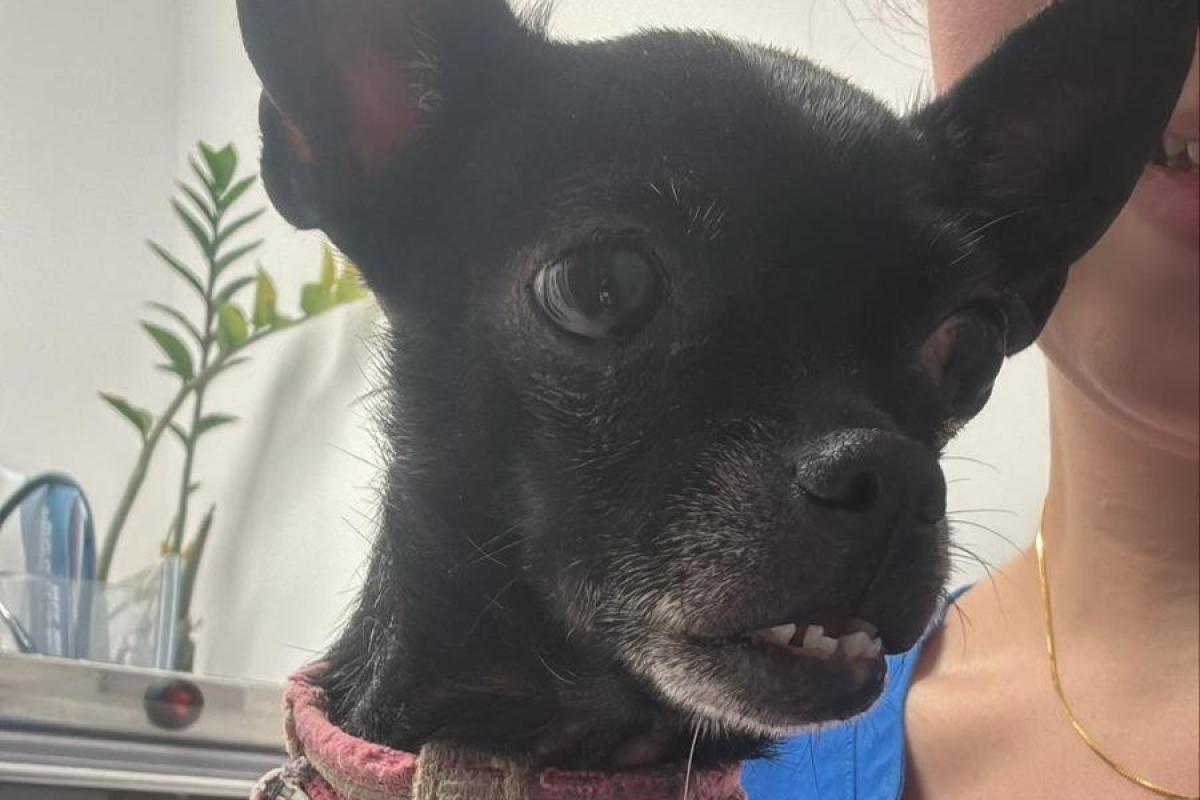 Pinga