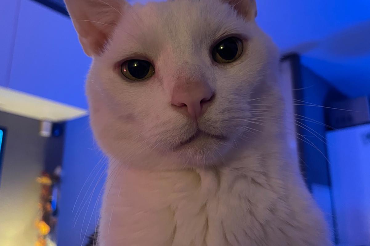 Bob