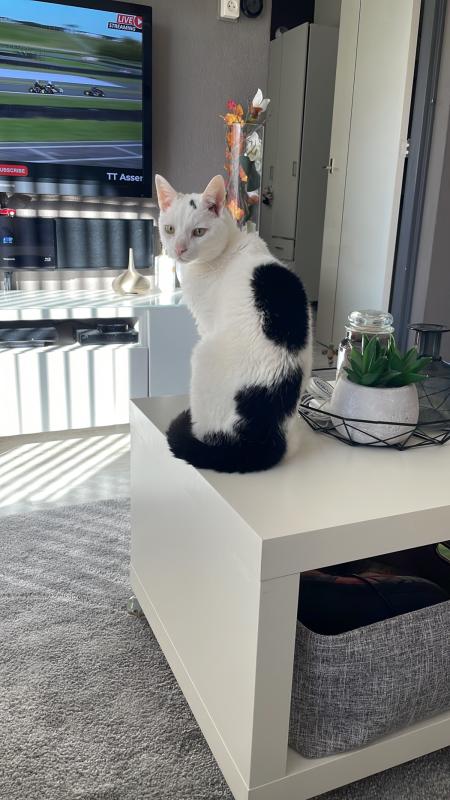 Bob