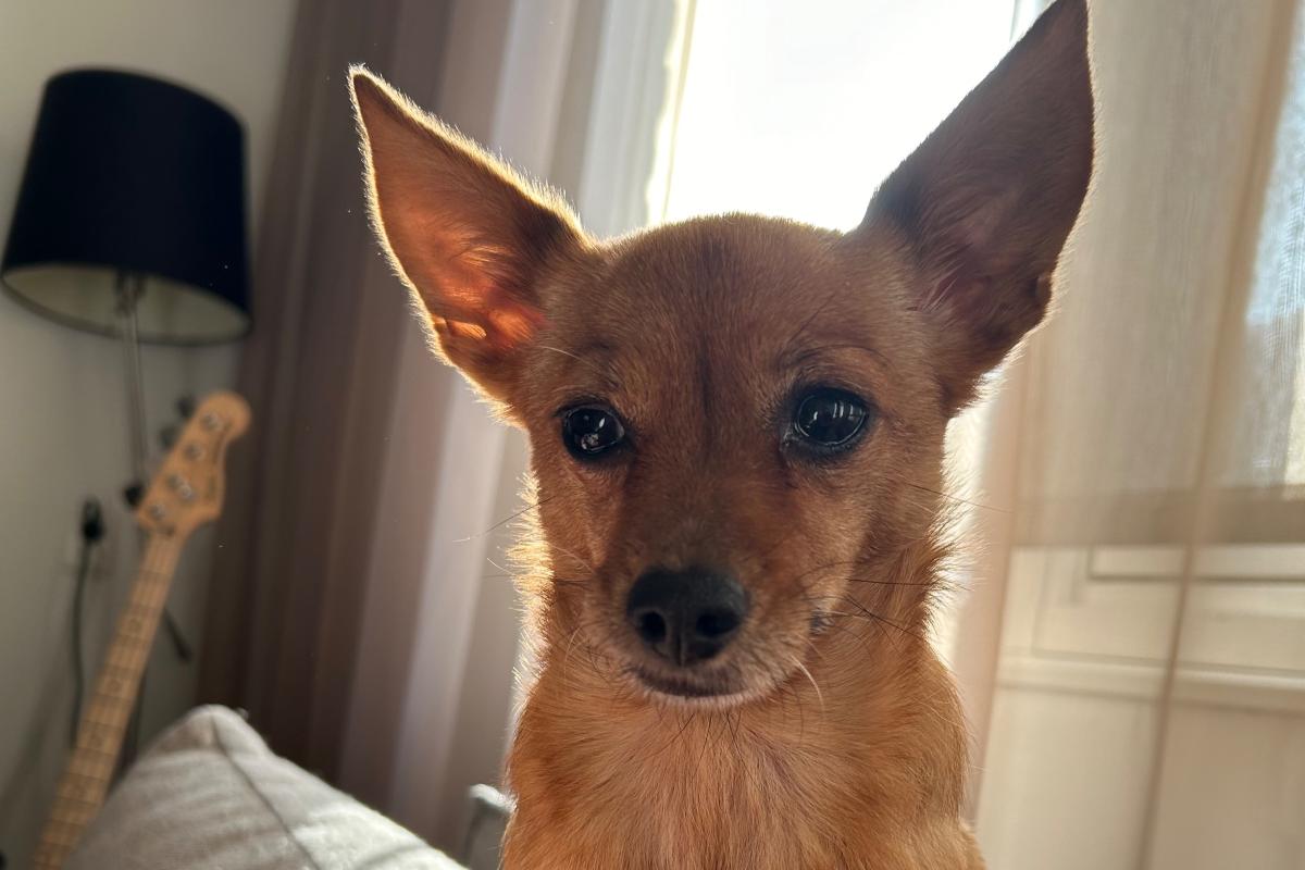 Bella