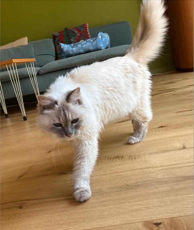 Majesteit
