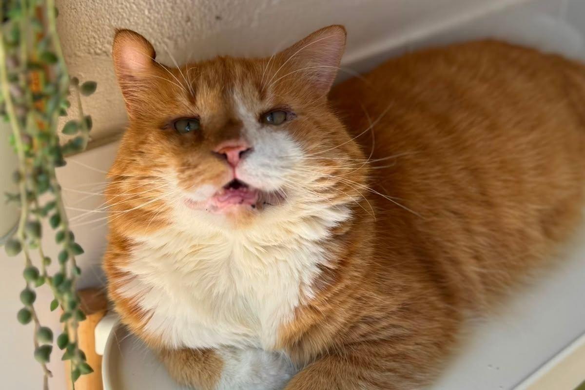 Cheetos
