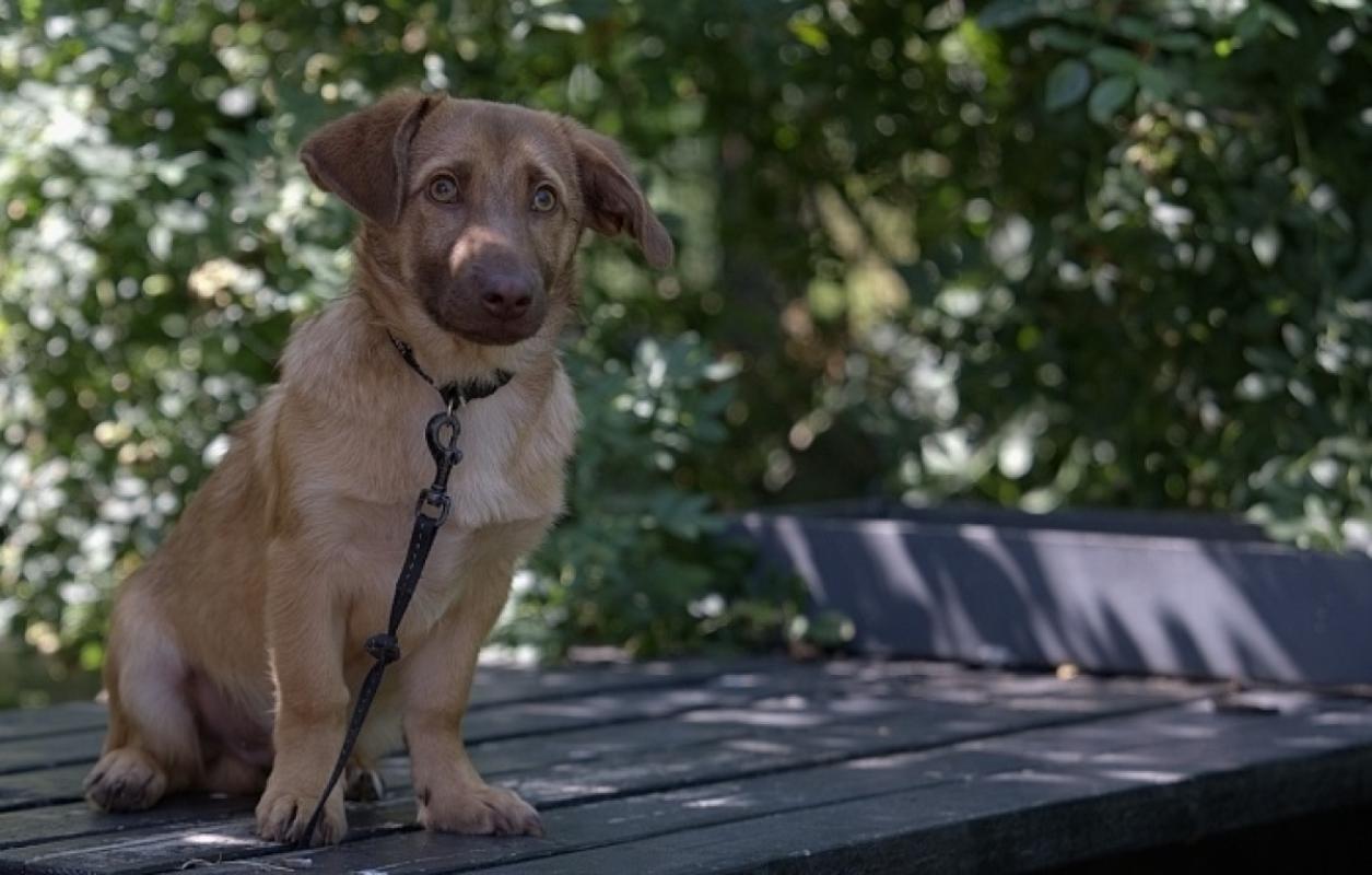 Dex
