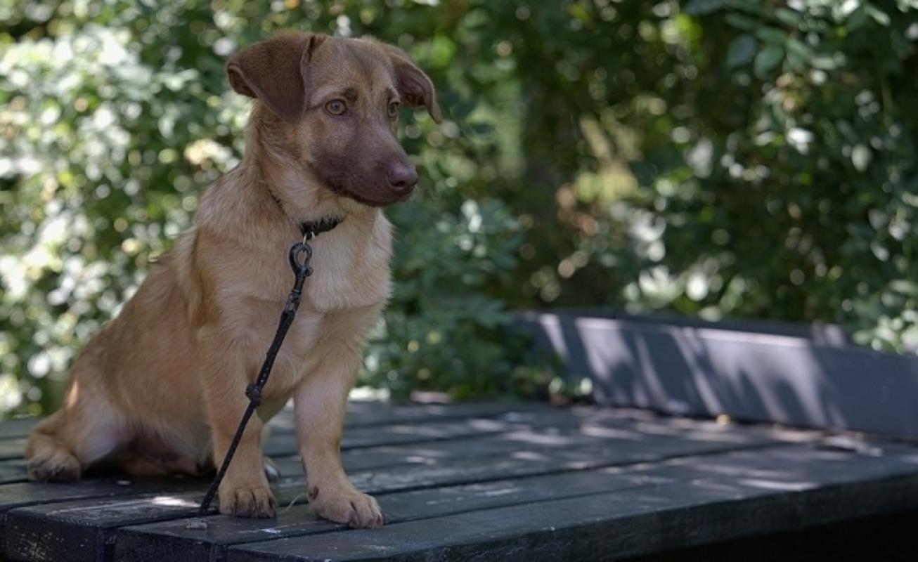 Dex