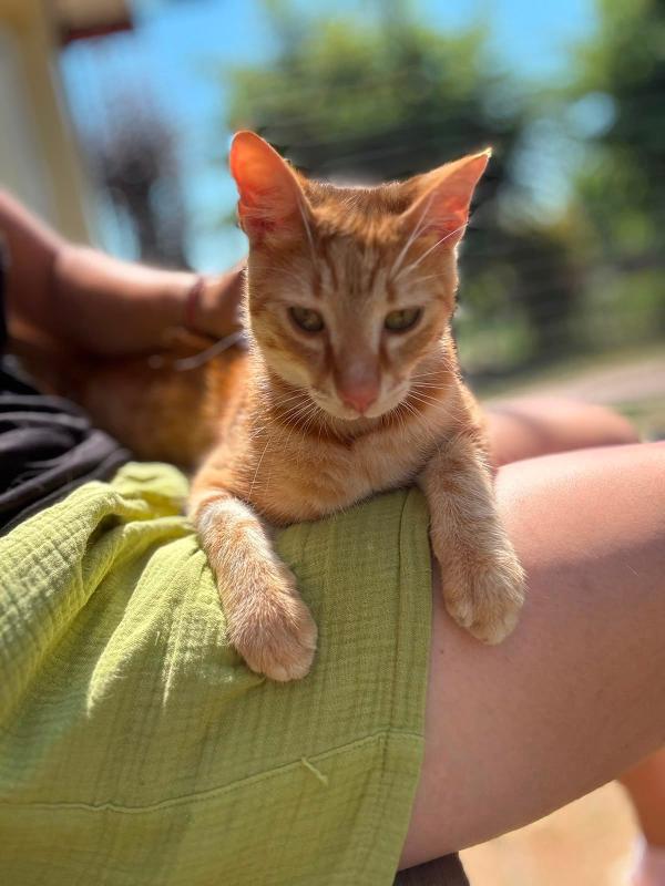Benzi