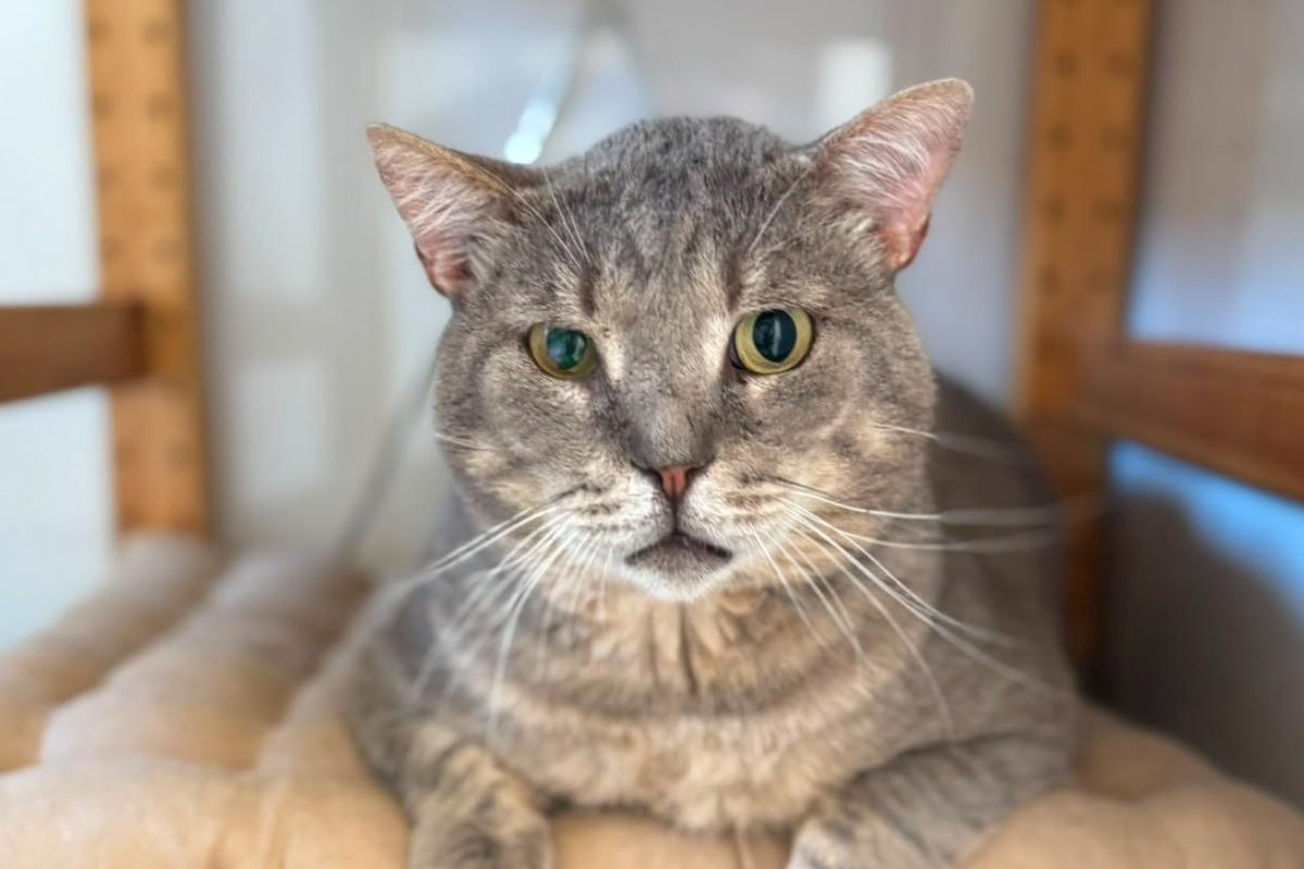 NORMAN