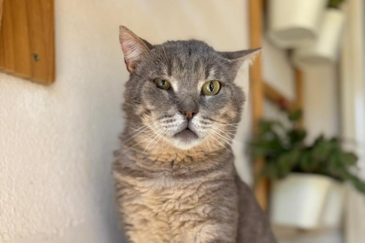 NORMAN