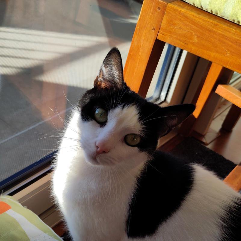 Herman
