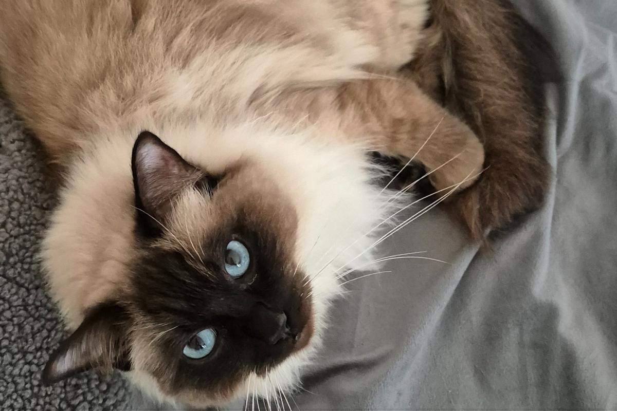 Simba