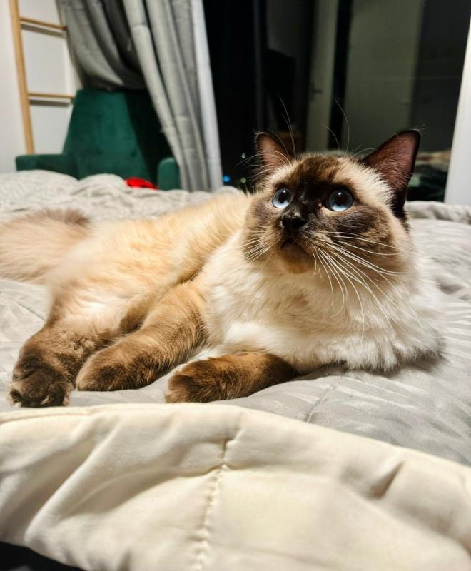 Simba
