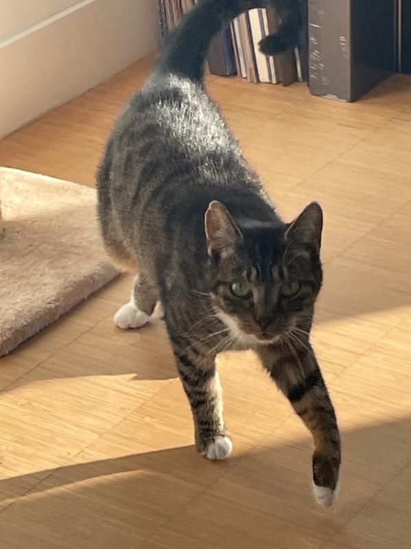 Miumiu