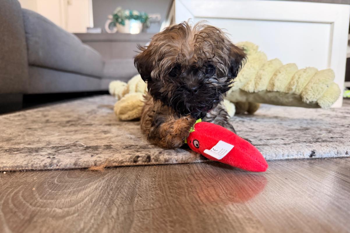 Zoë