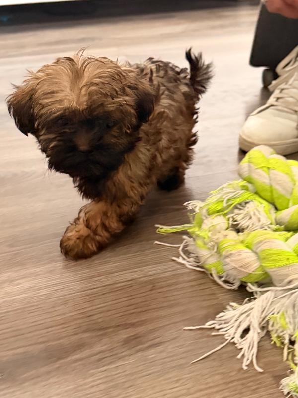 Zoë