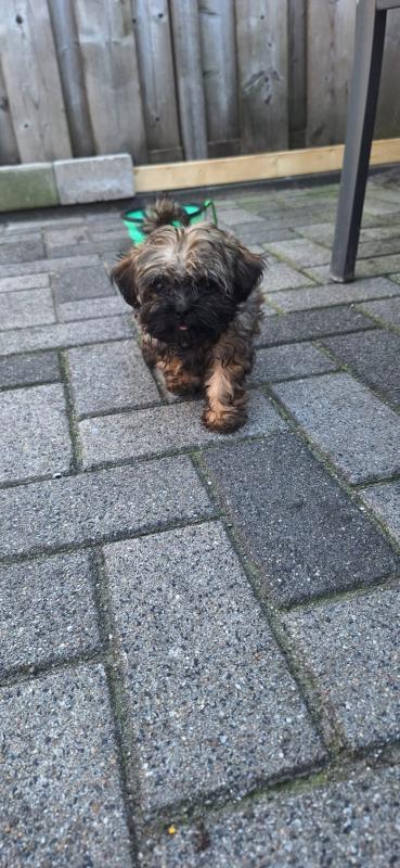 Zoë