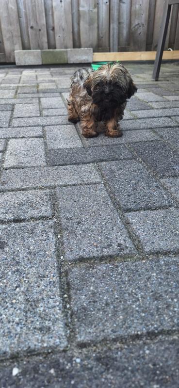 Zoë