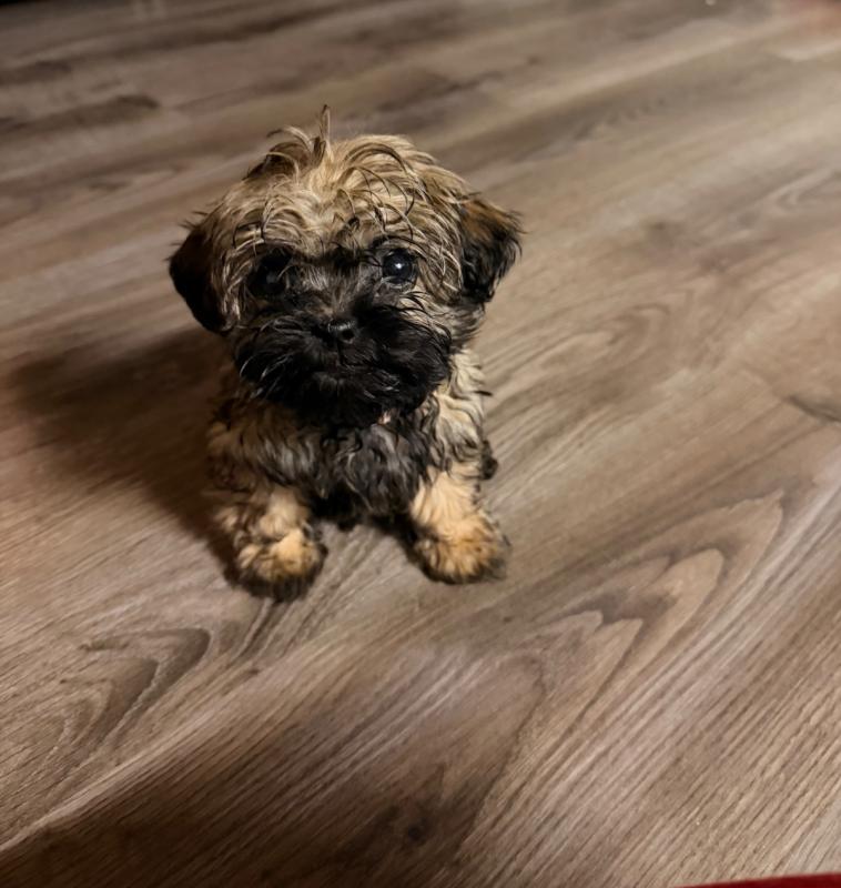 Zoë