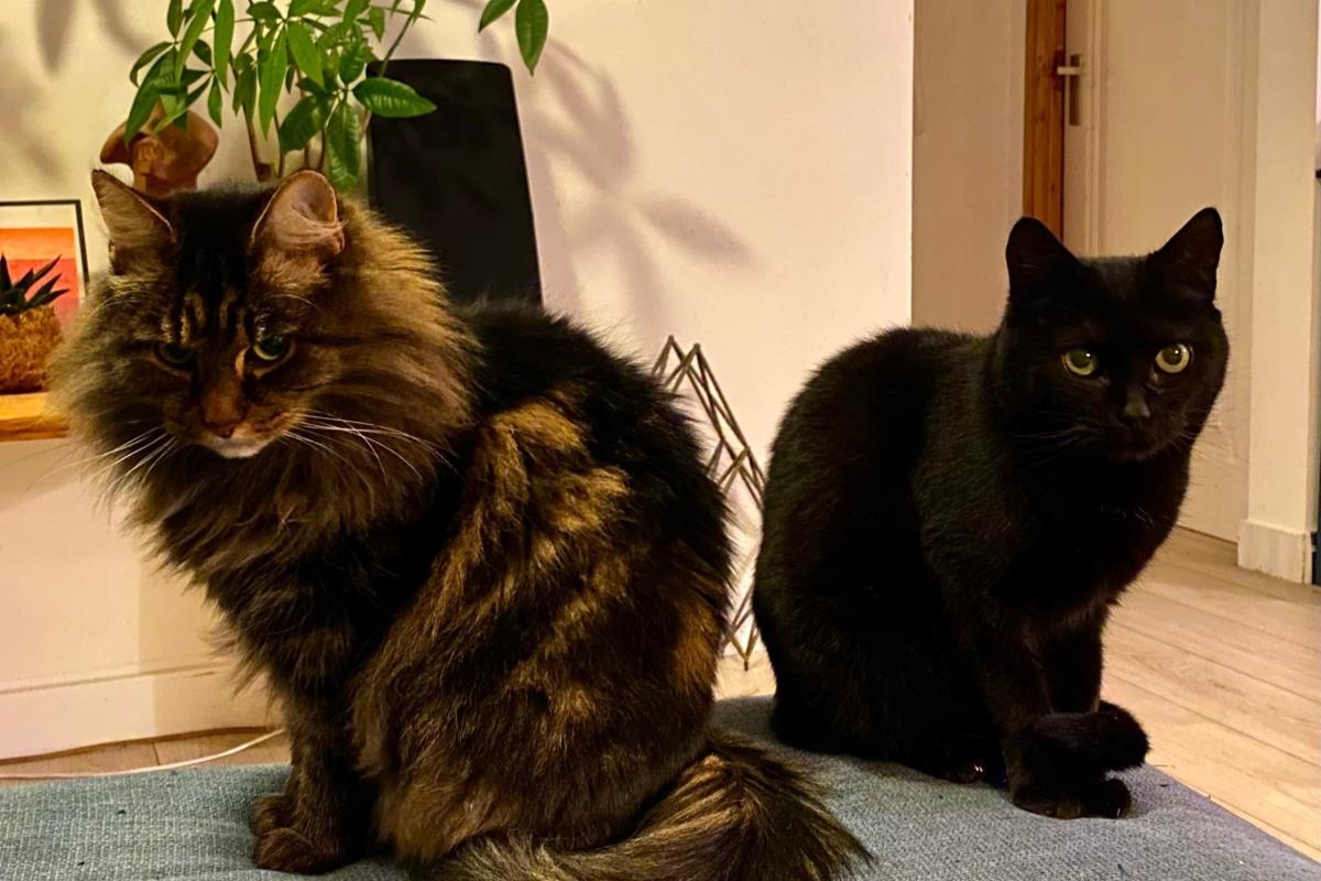 Beest