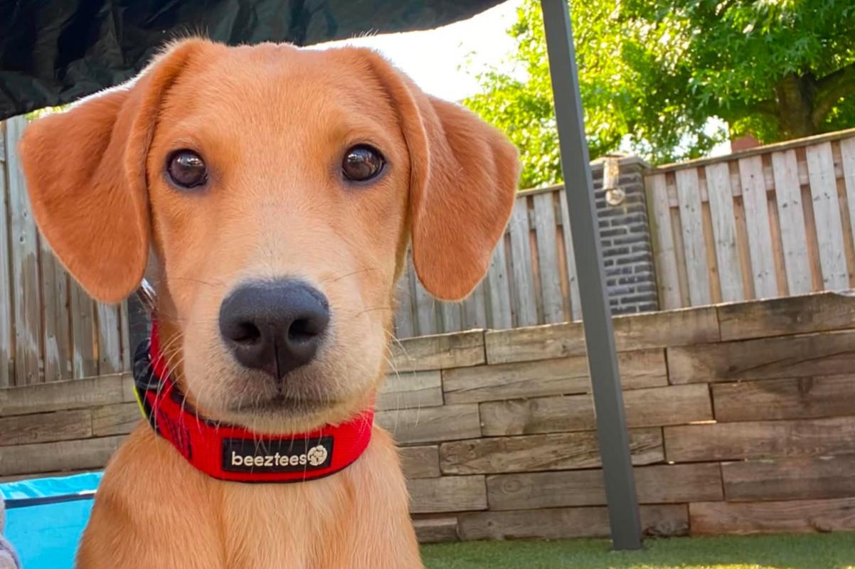 Jugo