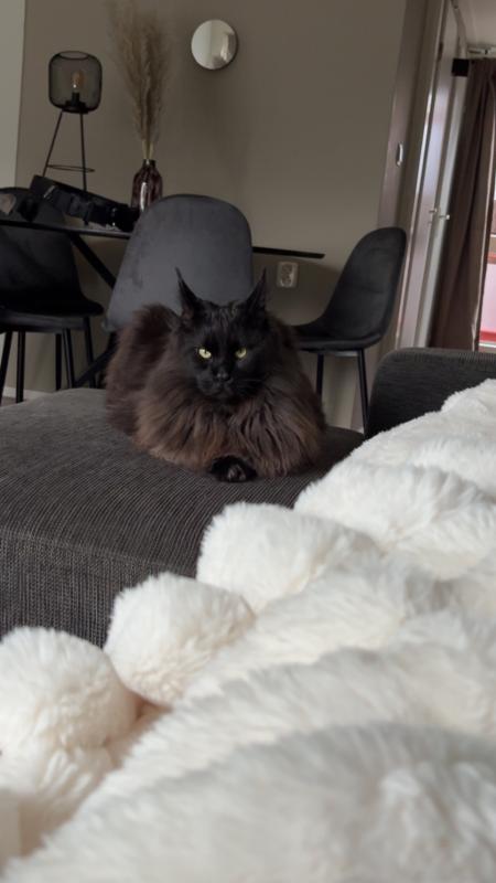 Winston