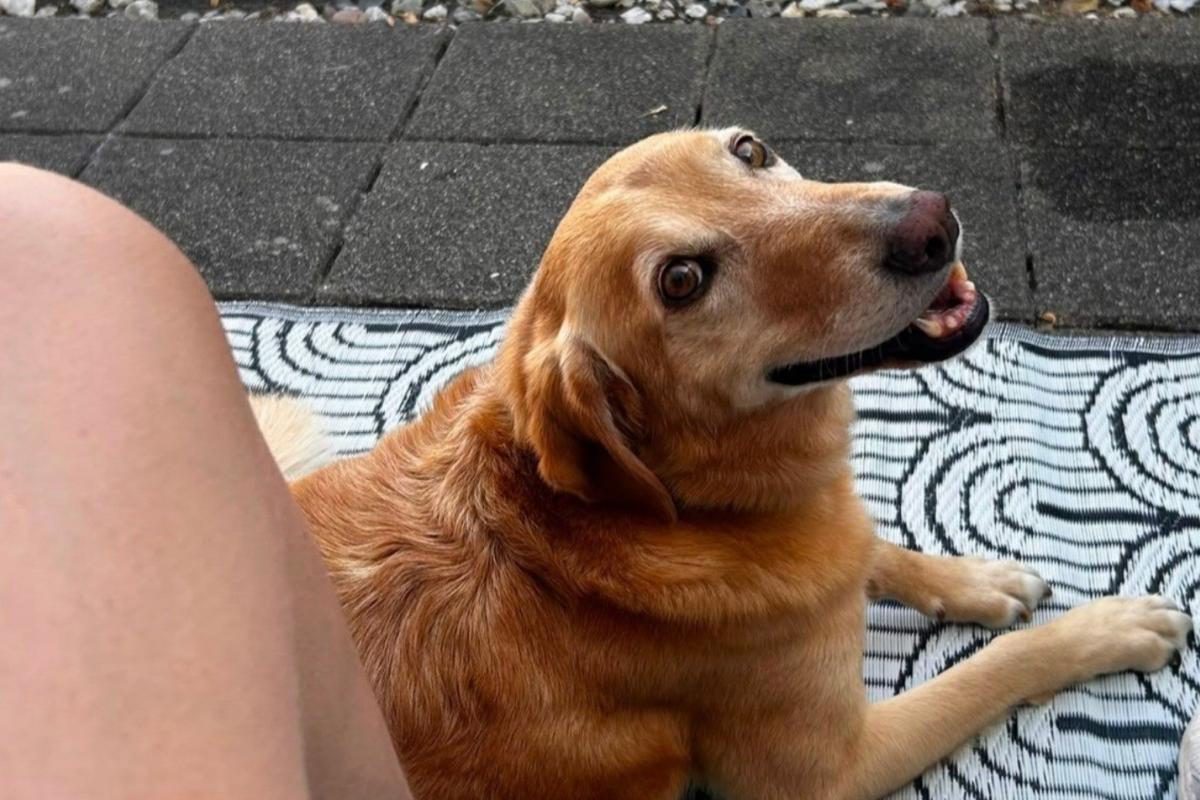 Bruno