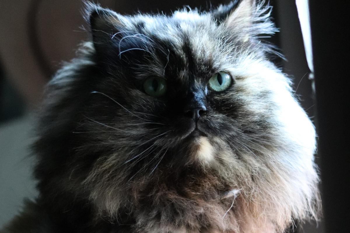 Diva