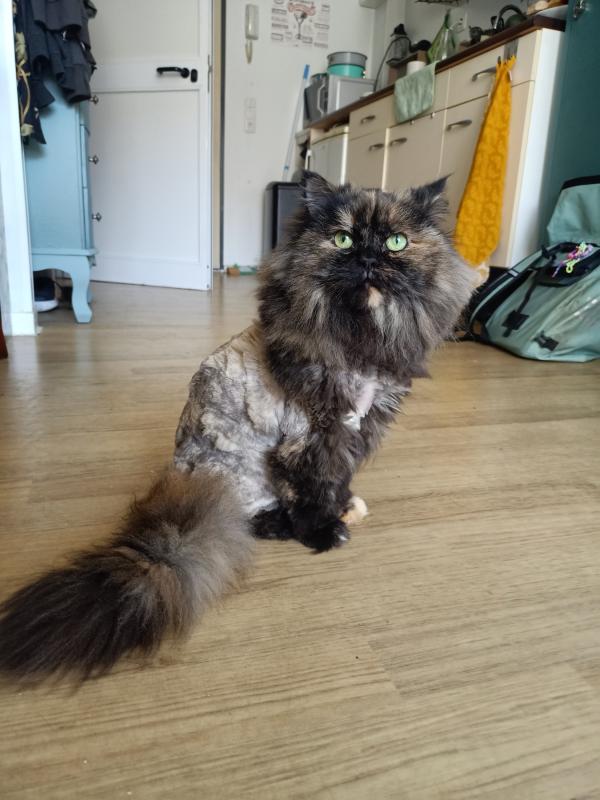 Diva