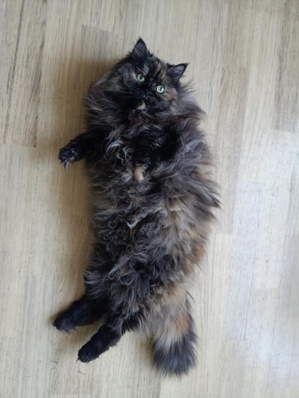 Diva