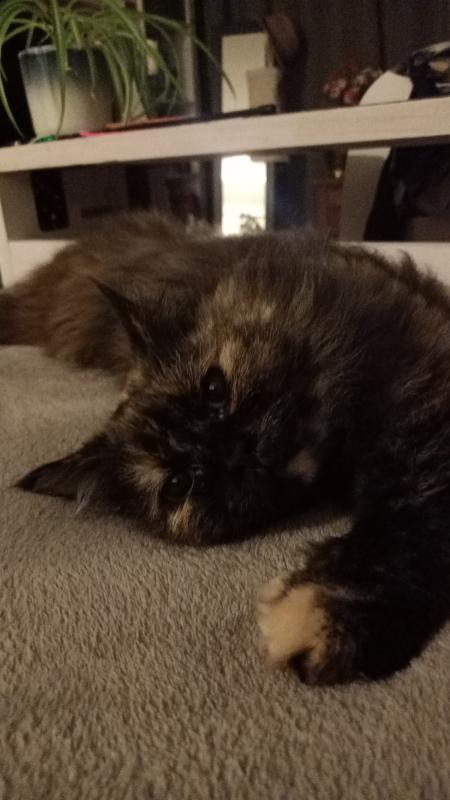 Diva
