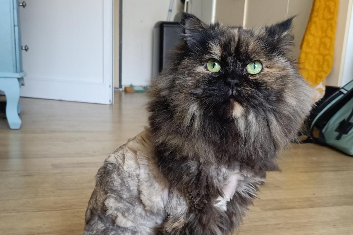 Diva