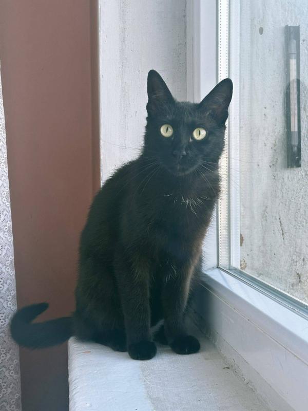 Ryka
