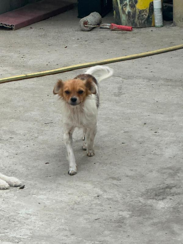 Myka