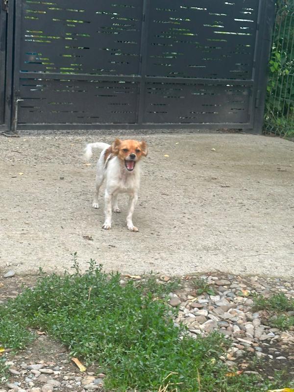Myka