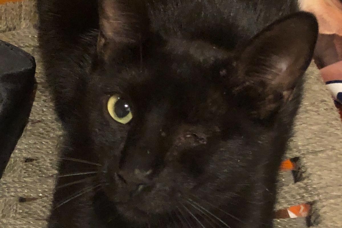 Willy