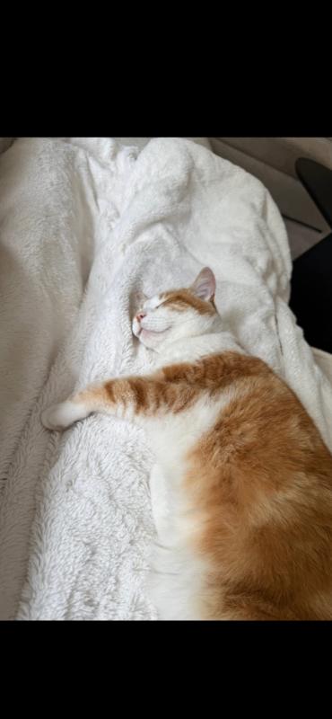 Pino