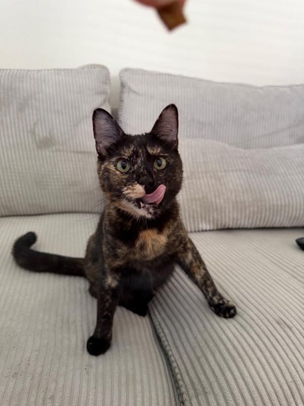 Nala