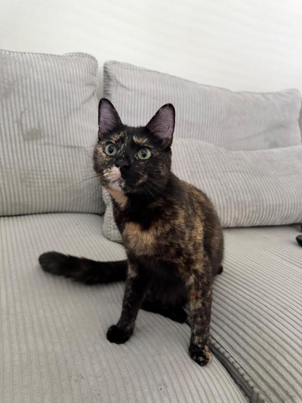 Nala