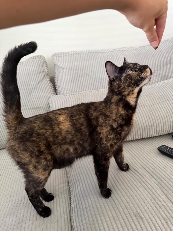 Nala