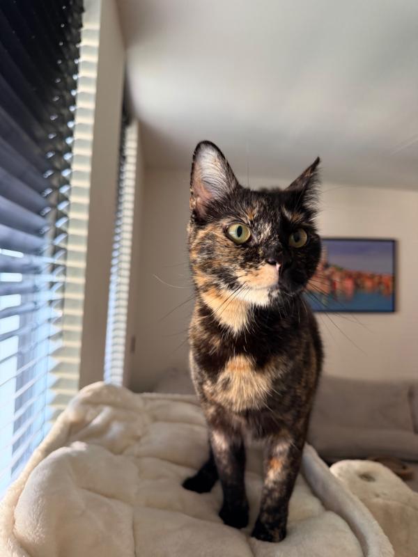 Nala