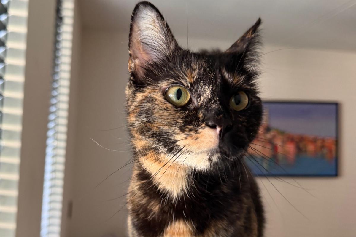 Nala