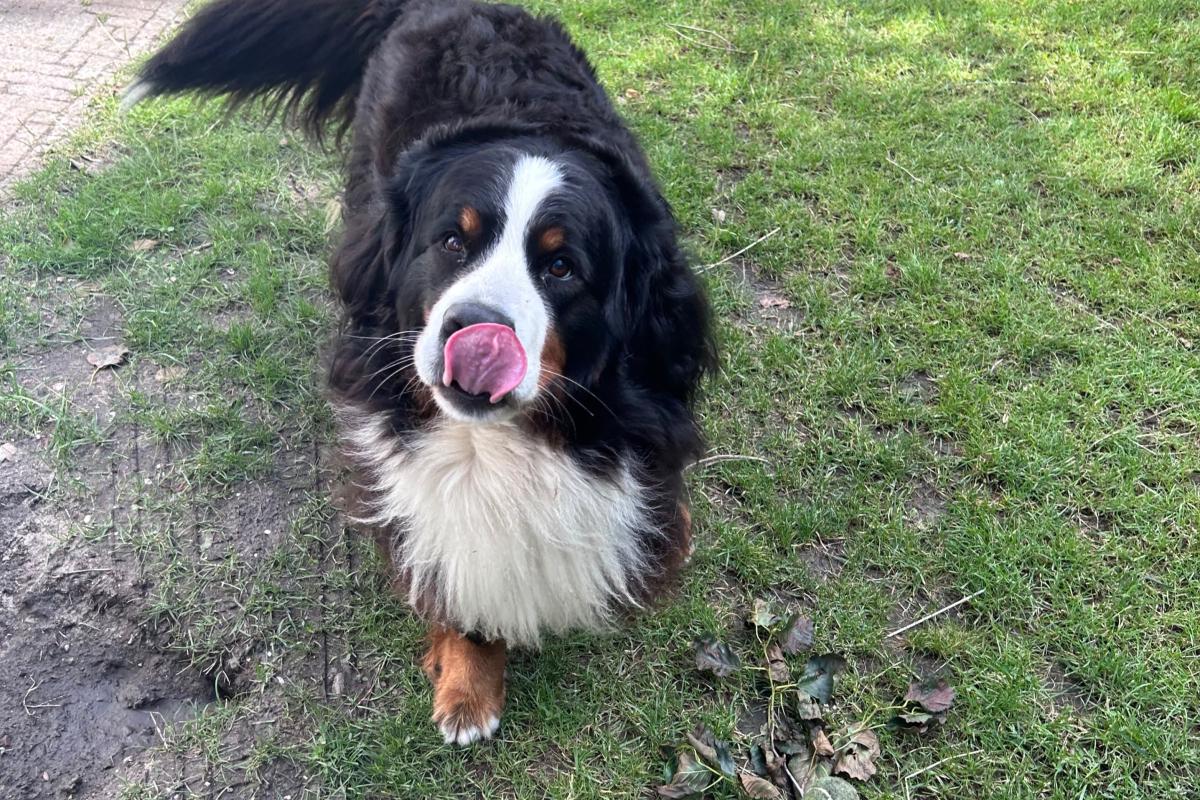 Loetje