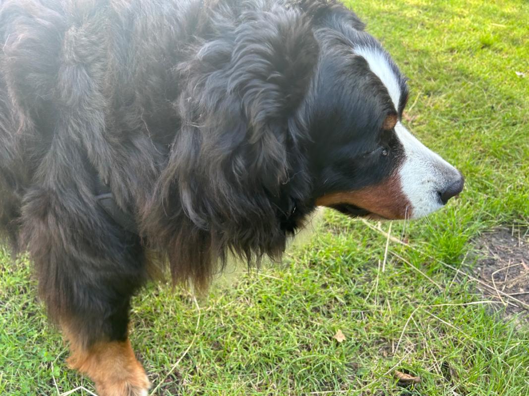 Loetje
