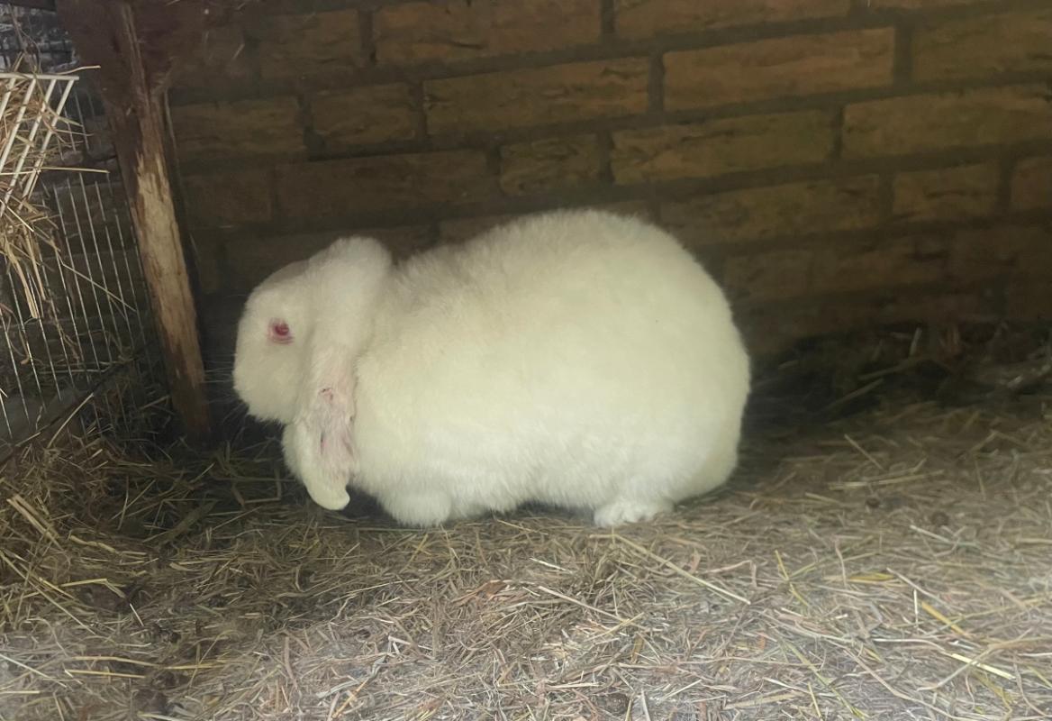 Sven