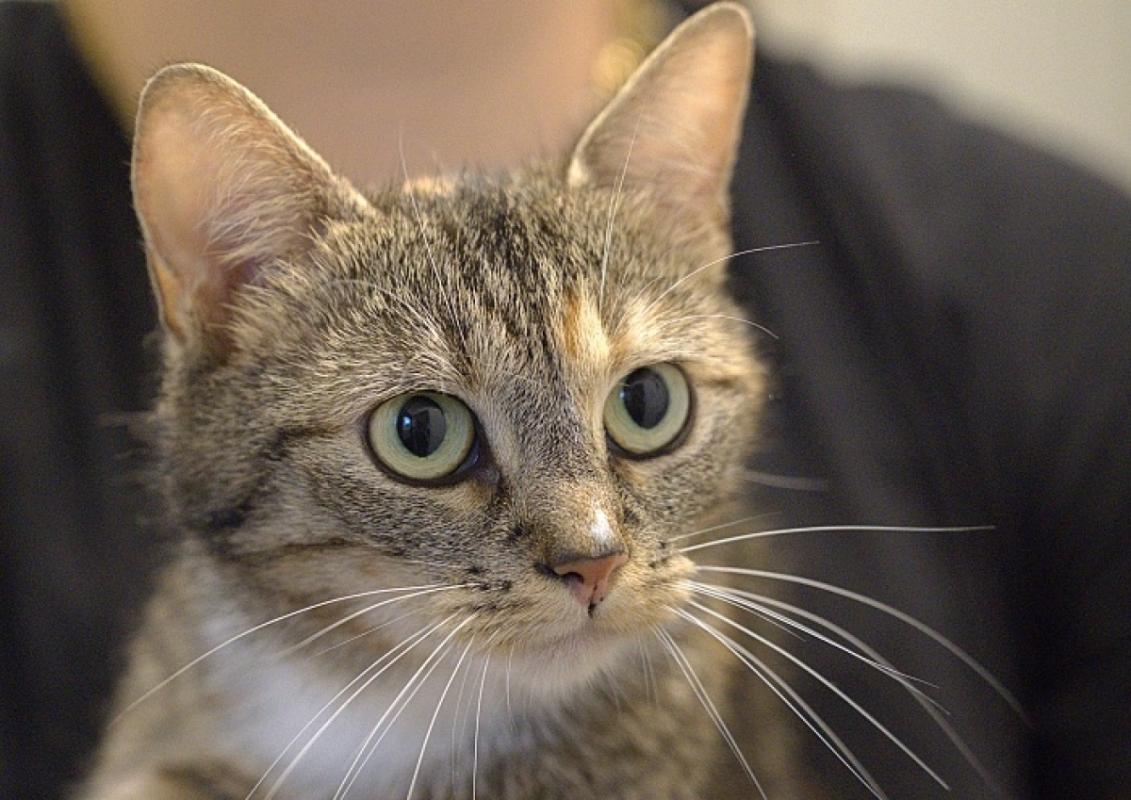 Nala